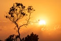 Cloudy sunset at golden hour with tree silhouette in foreground Royalty Free Stock Photo