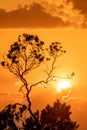 Cloudy sunset at golden hour with tree silhouette in foreground Royalty Free Stock Photo