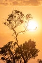 Cloudy sunset at golden hour with tree silhouette in foreground Royalty Free Stock Photo