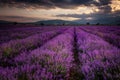 Cloudy sunset at lavender field, Bulgaria Royalty Free Stock Photo