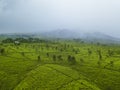 Cloudy tea plantation in indonesia Royalty Free Stock Photo