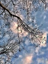Cloudy Tree Branch Royalty Free Stock Photo