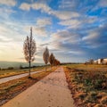 Cloudy tree path on the sunset Royalty Free Stock Photo