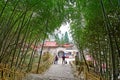 Cloudy Valley Temple bamboo forest