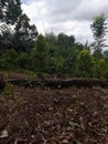 cloudy weather in the mountains and clove trees and other trees that thrive in the land of sulawesiÃ¯Â¿Â¼