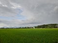 cloudy weather, rice fields with green rice.  the mosque is visible from a distance Royalty Free Stock Photo