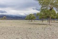 Cloudy weather. Trees grow in the rocky soil of the Mongolian mountains. mountains in the background