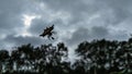 spider Gasteracantha fornicata