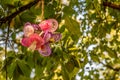 Clourful pacifiers hanging in a tree with green leaves