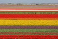 Clourful sea of tulips in Keukenhof national park Royalty Free Stock Photo