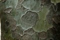 Clous -up decorative pattern on the bark of pine in shades of gr Royalty Free Stock Photo