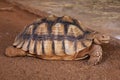 Clouse-up of a Angonoka or Ploughshare Tortoise Royalty Free Stock Photo