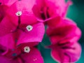 Clouse up aper flower, Bougainvillea, Bougainvillea glabra Choisy