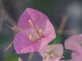 Clouse_up aper flower, Bougainvillea, Bougainvillea glabra Choisy