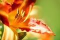 Clouse up Beautiful lily, yellow and orange flower. Close-up of Royalty Free Stock Photo