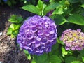 Clouse-up of the blue flower hydrangea macrophylla or hydrangea ardorescens Royalty Free Stock Photo