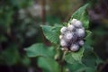 Close up of burdock green petals in natural environment growing next to the river Royalty Free Stock Photo