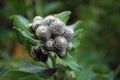 Close up of burdock green petals in natural environment growing next to the river Royalty Free Stock Photo