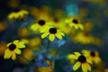 Close- up group flowers Rudbeckia triloba with blurred background. Brown eyed Susan flowers