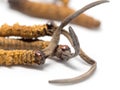 Clouse up Ophiocordyceps sinensis CHONG CAO, CHONG XIA CAO this is a herbs. Medicinal properties in the treatment