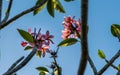 Clouse up pink color plumeria flower at sunset. Royalty Free Stock Photo