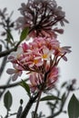 Clouse up pink color plumeria flower at sunset. Royalty Free Stock Photo