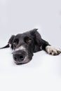 Clouse up portrait of a sad and thoughtful purebred border collie dog laying down . Cute friendly pet looking with smart eyes.