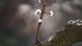 Clouse-up view of sprig of blooming cherry in spring