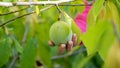 Clousep view of female hand harvesting ripe asimina fruit