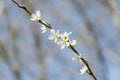 Clouseup of white plum flower Royalty Free Stock Photo