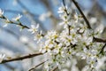 Clouseup of white plum flower, spring Royalty Free Stock Photo
