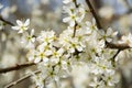 Clouseup of white plum flower Royalty Free Stock Photo