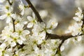 Clouseup of white plum flower, spring Royalty Free Stock Photo