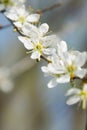 Clouseup of white plum flower, spring Royalty Free Stock Photo