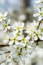 Clouseup of white plum flower Royalty Free Stock Photo