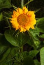 Clouseup of young colorful sunflower growing in field