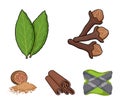 Clove, bay leaf, nutmeg, cinnamon.Herbs and spices set collection icons in cartoon style vector symbol stock Royalty Free Stock Photo