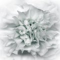 Clove  flower. Floral white background. Macro. Royalty Free Stock Photo
