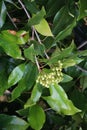 Clove flower on the tree. Also called cengkih, cengkeh, Syzygium aromaticum and Eugenia aromaticum