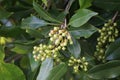 Clove flower on the tree. Also called cengkih, cengkeh, Syzygium aromaticum and Eugenia aromaticum