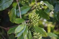 Clove flower on the tree. Also called cengkih, cengkeh, Syzygium aromaticum and Eugenia aromaticum