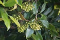 Clove flower on the tree. Also called cengkih, cengkeh, Syzygium aromaticum and Eugenia aromaticum