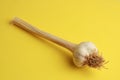 Clove of fresh garlic isolated on a yellow background Royalty Free Stock Photo