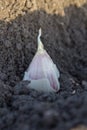 Clove of garlic planted