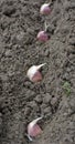 A clove of garlic seeds lies in a row in the soil