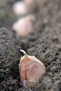 A clove of garlic seeds lies in a row in the soil