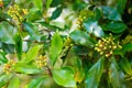 Clove growing with green leaves on the tree, Bali