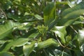 Clove leaves on the tree. Also called cengkih, cengkeh, Syzygium aromaticum and Eugenia aromaticum