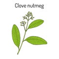 Clove nutmeg Ravensara aromatica , aromatic and medicinal plant Royalty Free Stock Photo