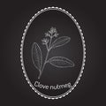 Clove nutmeg Ravensara aromatica , aromatic and medicinal plant Royalty Free Stock Photo
